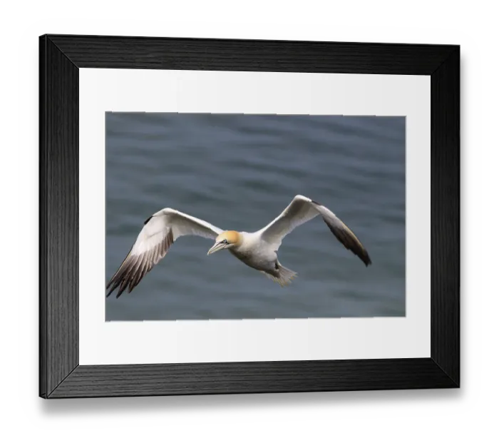 Framed Print : A northern Gannet (Morus bassanus) glides gracefully