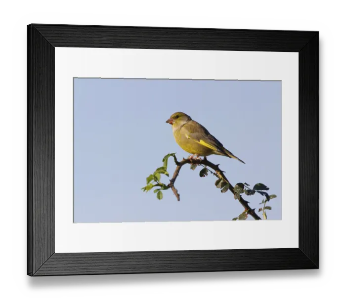 Framed Print : Greenfinch (Carduelis chloris) perched on a branch Framed Print : Greenfinch (Carduelis chloris) perched on a branch