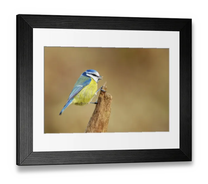 Framed Print : Blue Tit (Parus caeruleus) perched on a branch