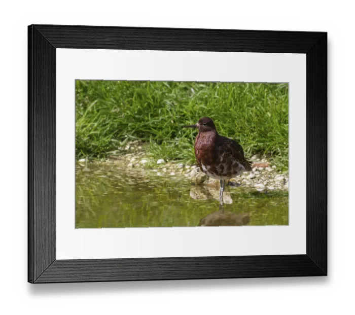 Framed Print : Ruff, Philomachus pugnax, in full breeding plumage