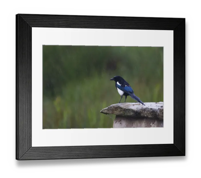Framed Print : Magpie (pica pica) standing on a wall in the rain Framed Print : Magpie (pica pica) standing on a wall in the rain
