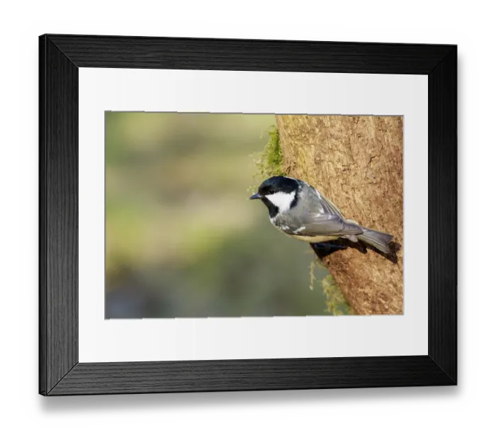 Framed Print : Coal Tit (Periparus ater) perched on a branch