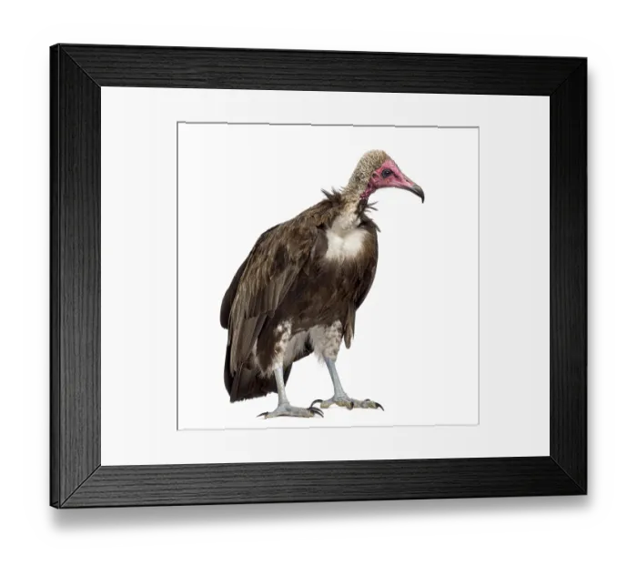Framed Print : Hooded vulture - Necrosyrtes monachus (11 years old) in front of a white background