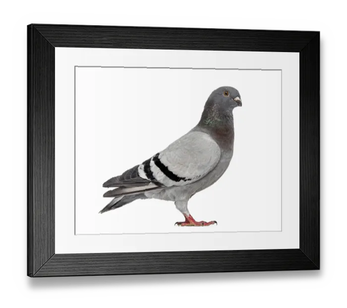 Framed Print : Homing pigeon isolated on white