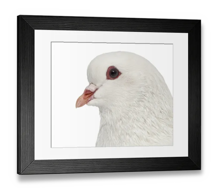 Framed Print : Close up of a White King pigeon isolated on white Framed Print : Close up of a White King pigeon isolated on white