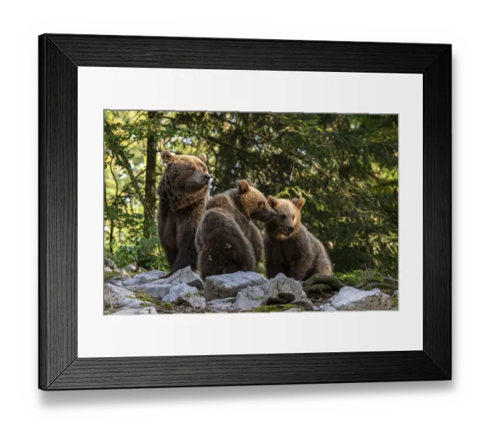Framed Print : European brown bear (Ursus arctos arctos)