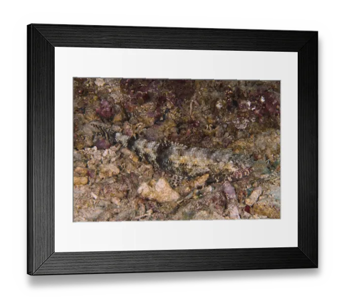 Framed Print : A well-camouflaged graziler lizardfish (Saurida gracilis) lies on rocky ground