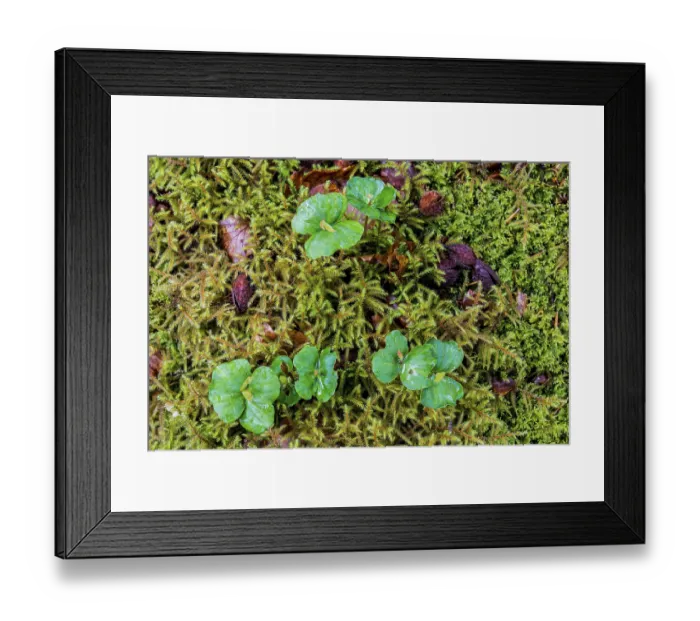 Framed Print : Young Beech trees germinating in forest with fresh green leaves and moss