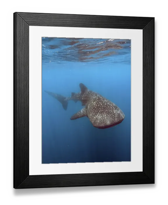 Framed Print : Whale shark (Rhincodon type) Framed Print : Whale shark (Rhincodon type)