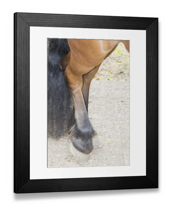 Framed Print : Beautiful brown horse