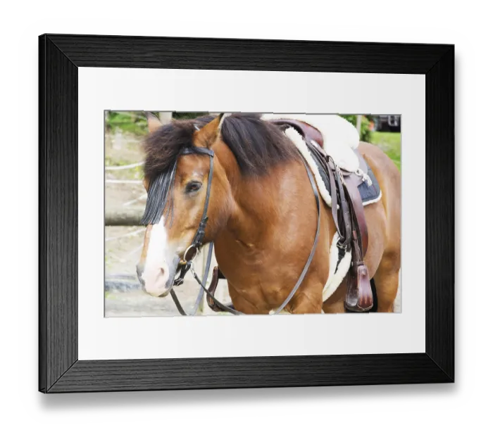 Framed Print : Beautiful brown horse Framed Print : Beautiful brown horse