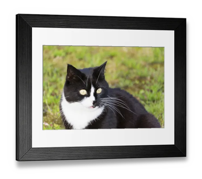 Framed Print : Black and white cat Framed Print : Black and white cat