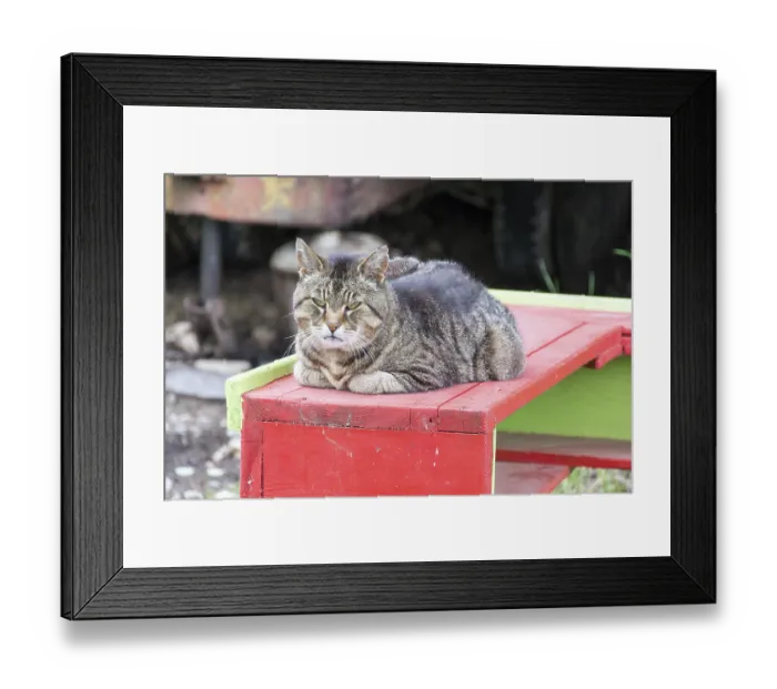 Framed Print : Tiger cat