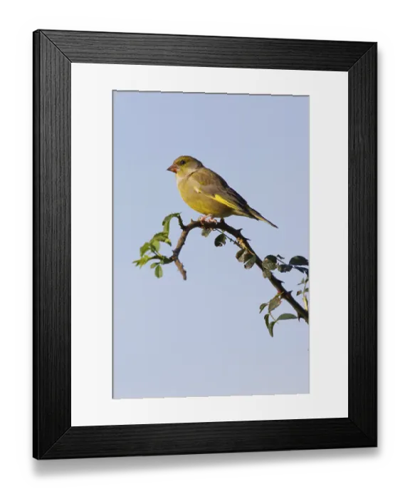 Framed Print : Greenfinch (Carduelis chloris) perched on a branch Framed Print : Greenfinch (Carduelis chloris) perched on a branch