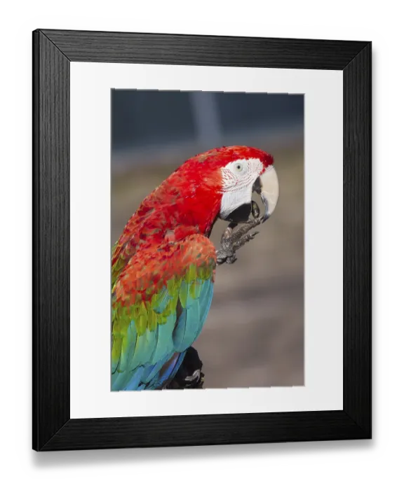 Framed Print : A beautiful Scarlet macaw perched on a branch