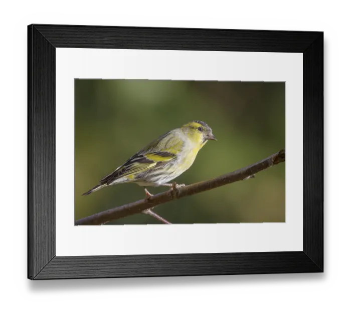 Framed Print : Siskin perched on a branch in the UK Framed Print : Siskin perched on a branch in the UK