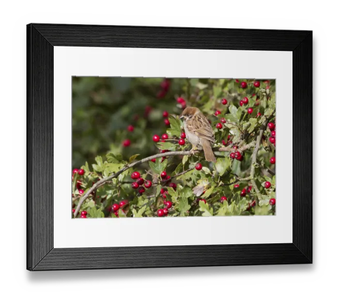Framed Print : Tree Sparrow (Passer montanus) perched on a branch Framed Print : Tree Sparrow (Passer montanus) perched on a branch