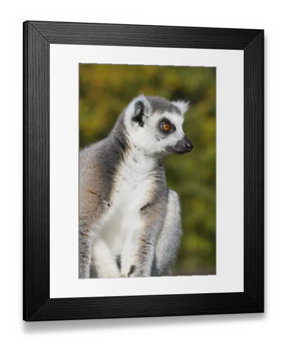 Framed Print : Ring-tailed lemur (Lemur catta) resting in the wild Framed Print : Ring-tailed lemur (Lemur catta) resting in the wild
