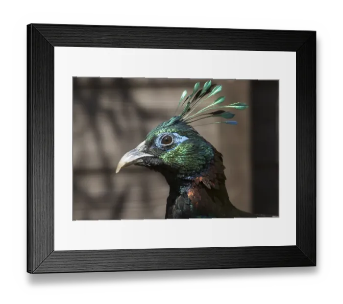 Framed Print : A Beautiful Himalayan monal bird head closeup