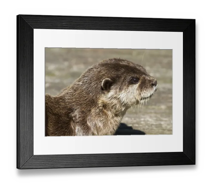 Framed Print : Otter (Lutra lutra) laying in the sun