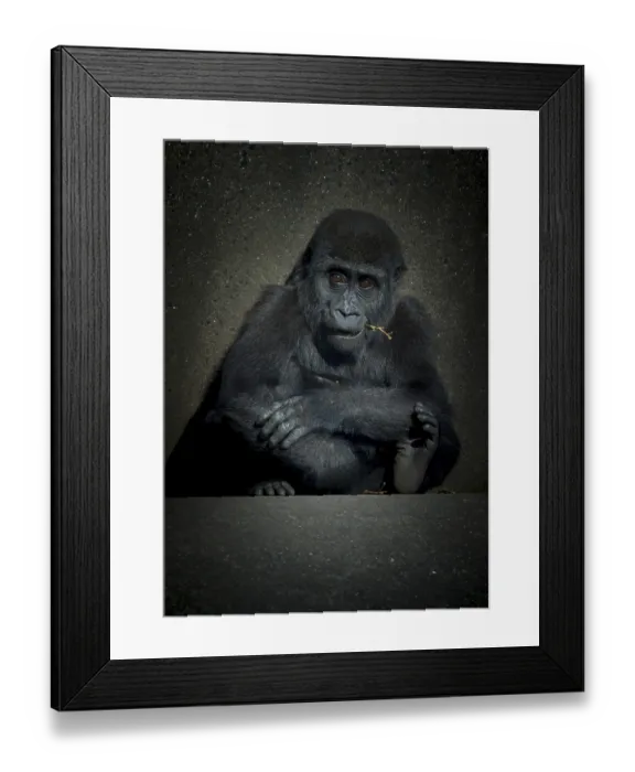 Framed Print : A baby female gorilla sitting on concrete low key Framed Print : A baby female gorilla sitting on concrete low key