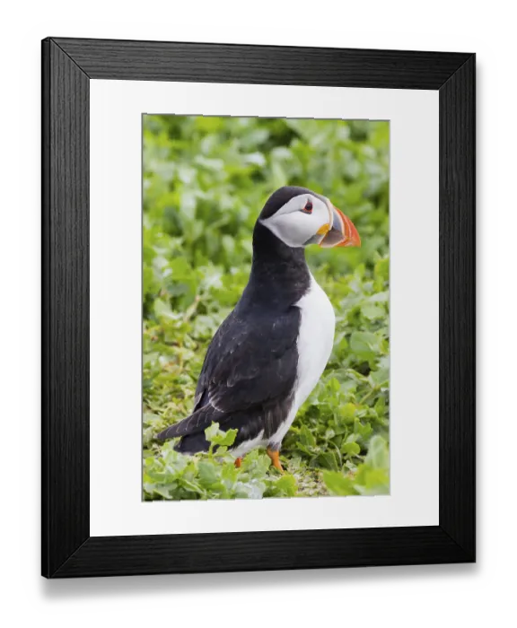 Framed Print : Puffins (Fratercula arctica) in the farne islands