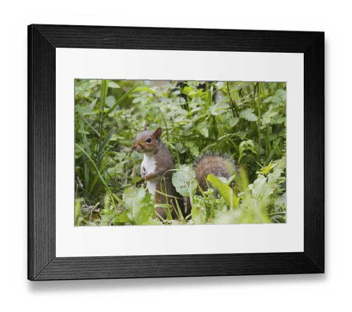 Framed Print : Squirrel on the ground looking for food