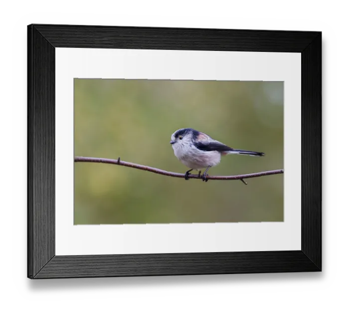Framed Print : Long Tailed Tit (Aegithalos caudatus) perched on a branch