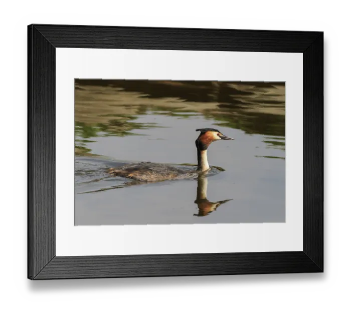 Framed Print : Great crested grebe swimming on the lake Framed Print : Great crested grebe swimming on the lake