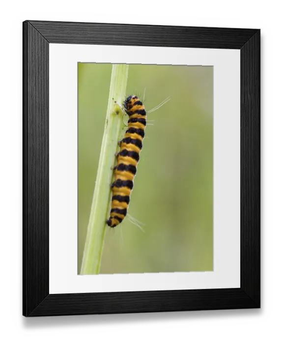 Framed Print : Narrow Bordered Five Spot Burnet Caterpillar (Zygaena lonicerae)