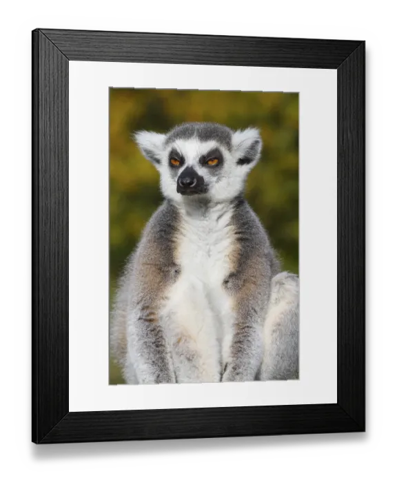 Framed Print : Ring-tailed lemur (Lemur catta) resting in the wild Framed Print : Ring-tailed lemur (Lemur catta) resting in the wild