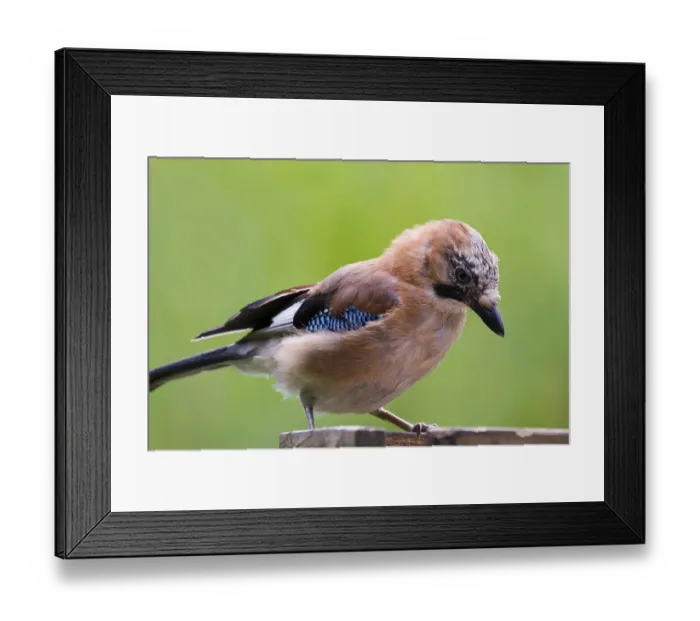 Framed Print : Jay (Garrulus glandarius) closeup with a green background