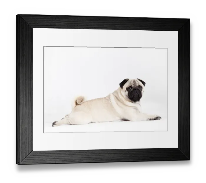 Framed Print : Happy dog photographed in the studio on a white background