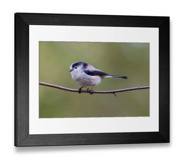 Framed Print : Long Tailed Tit (Aegithalos caudatus) perched on a branch