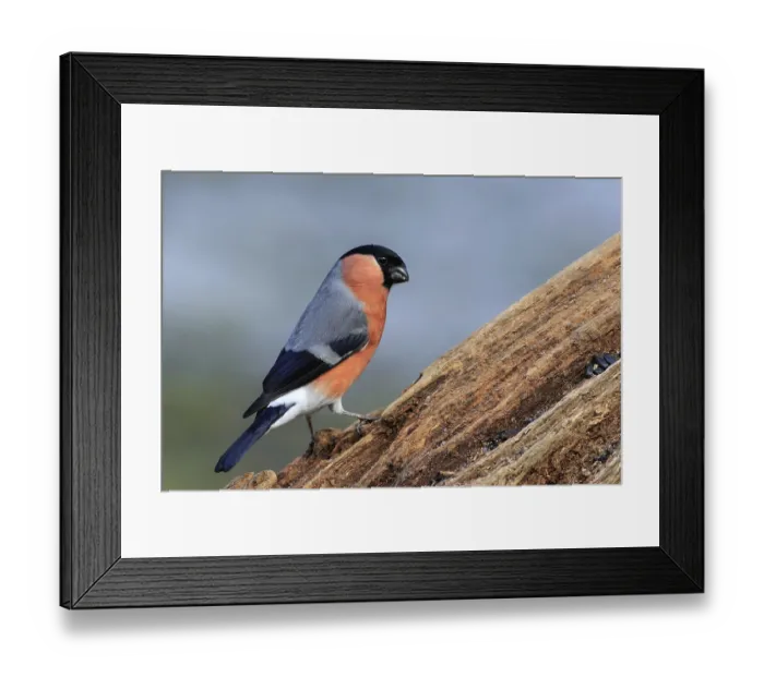 Framed Print : Bullfinch (Pyrrhula-pyrrhula) perched on a branch
