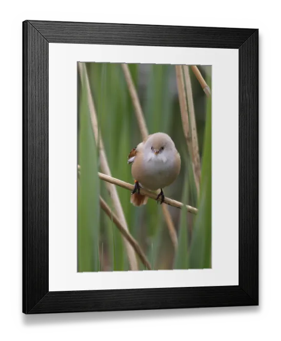 Framed Print : Bearded Tit (Panurus biarmicus) close up in the wild
