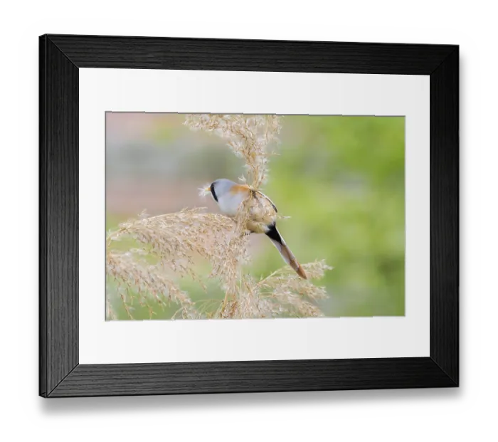 Framed Print : Bearded Tit (Panurus biarmicus) close up in the wild Framed Print : Bearded Tit (Panurus biarmicus) close up in the wild