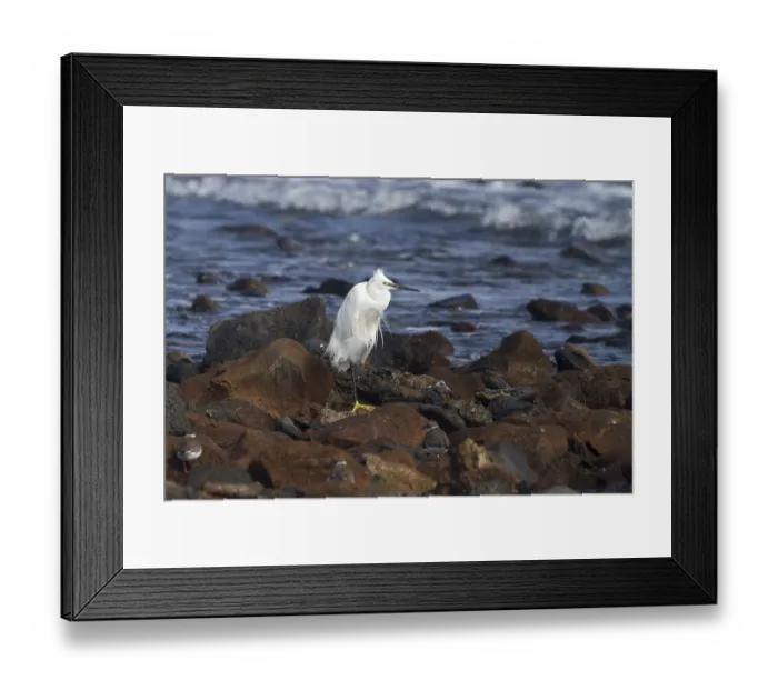 Framed Print : Little egret (egretta garzetta) resting on the rocks