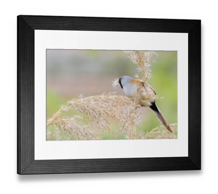 Framed Print : Bearded Tit (Panurus biarmicus) close up in the wild Framed Print : Bearded Tit (Panurus biarmicus) close up in the wild