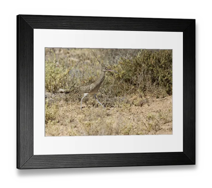 Framed Print : Whimbrel (Numenius Phaeopus) in the wild