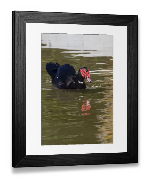 Framed Print : Muscovy Duck (Cairina moschata) in the water