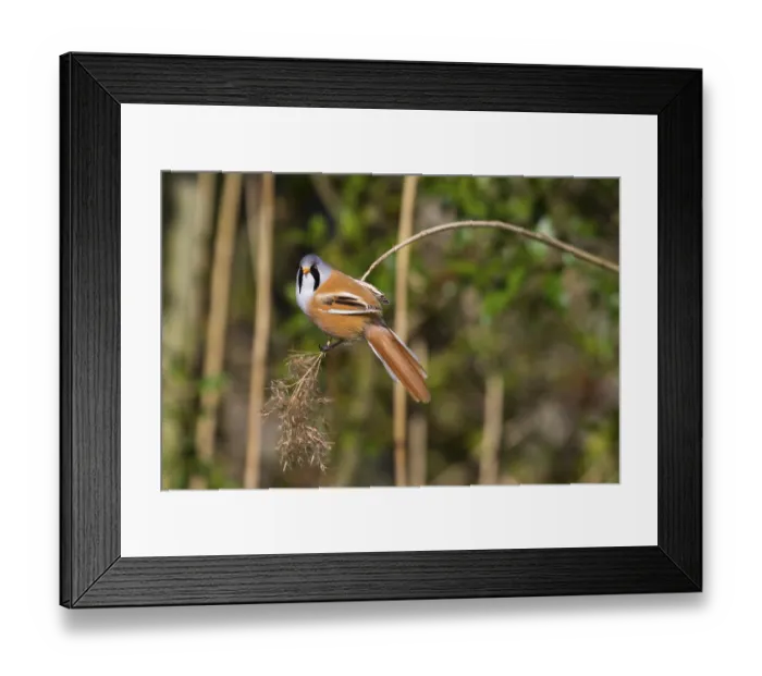 Framed Print : Bearded Tit (Panurus biarmicus) close up in the wild