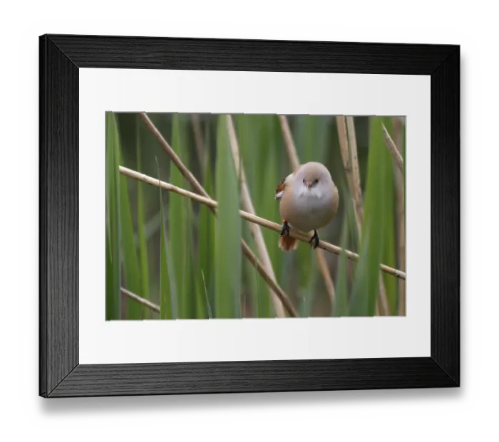 Framed Print : Bearded Tit (Panurus biarmicus) close up in the wild Framed Print : Bearded Tit (Panurus biarmicus) close up in the wild