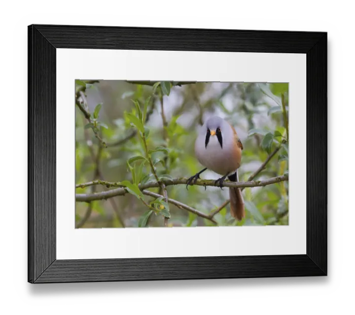 Framed Print : Bearded Tit (Panurus biarmicus) close up in the wild