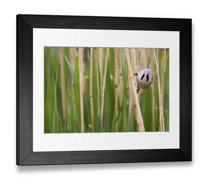 Framed Print : Bearded Tit (Panurus biarmicus) close up in the wild Framed Print : Bearded Tit (Panurus biarmicus) close up in the wild
