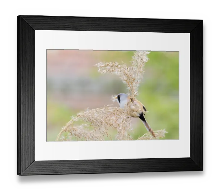 Framed Print : Bearded Tit (Panurus biarmicus) close up in the wild