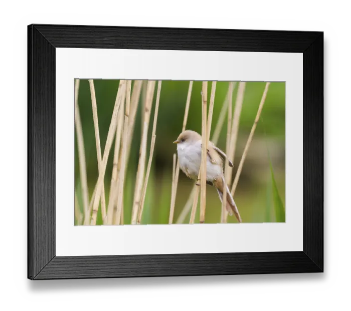 Framed Print : Bearded Tit (Panurus biarmicus) close up in the wild