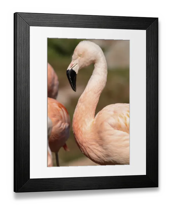 Framed Print : Beautiful pink Caribbean flamingo (Phoenicopterus ruber ruber)