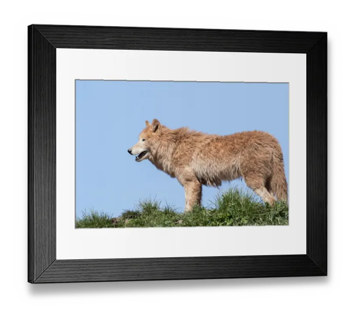 Framed Print : Arctic wolf (Canis lupus arctos) on grass with blue sky