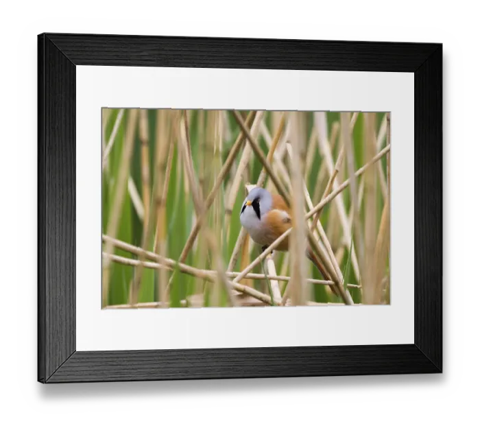 Framed Print : Bearded Tit (Panurus biarmicus) close up in the wild Framed Print : Bearded Tit (Panurus biarmicus) close up in the wild